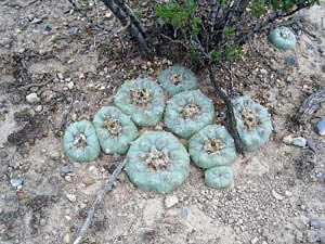 El peyote en su hábitat natural.